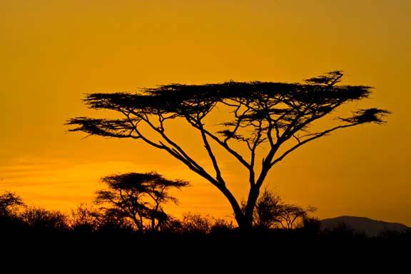 This gives us the best opportunities to photograph this incredible beauty. Flat Top Acacia at Sunset Canon EOS 1DMark III, 100-400mm f/5.