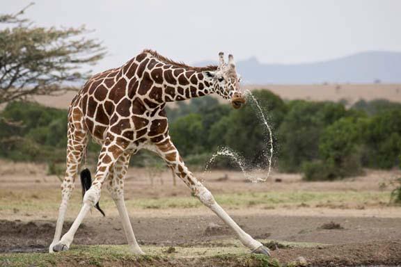 Giraffe Drinking As often happens with young men who have had