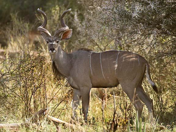 hardly believe all of the wildlife they find. Our guides are amazing! In days gone by Greater Kudu were often sought after and hunted by big game trophy hunters for their magnificent horns.