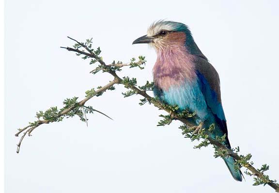 The Roller has always been one of my favorites! Female Lilac Breasted Roller Canon EOS 1D Mark III, 400mm f/5.