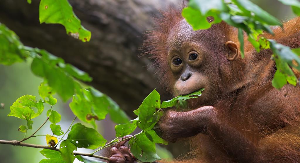 12 DAY WILDLIFE TOUR BORNEO DISCOVERY $ 2499 PER PERSON TWIN SHARE 44 THAT S % OFF TYPICALLY $4499 KOTA KINABALU SANDAKAN RANAU & MORE THE OFFER Borneo is full of surprises.