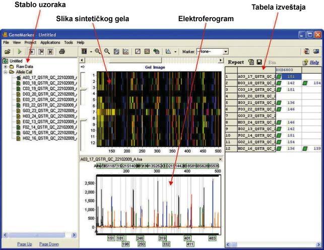 Glavni prozor za analizu Glavni prozor za analizu (Slika 9) softvera GeneMarker je jednostavan za upotrebu.