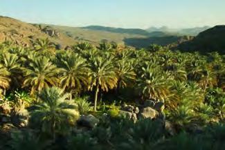 a narrow valley. Don't miss its superb viewpoint, take a stroll in the village or a walk in the palm grove.