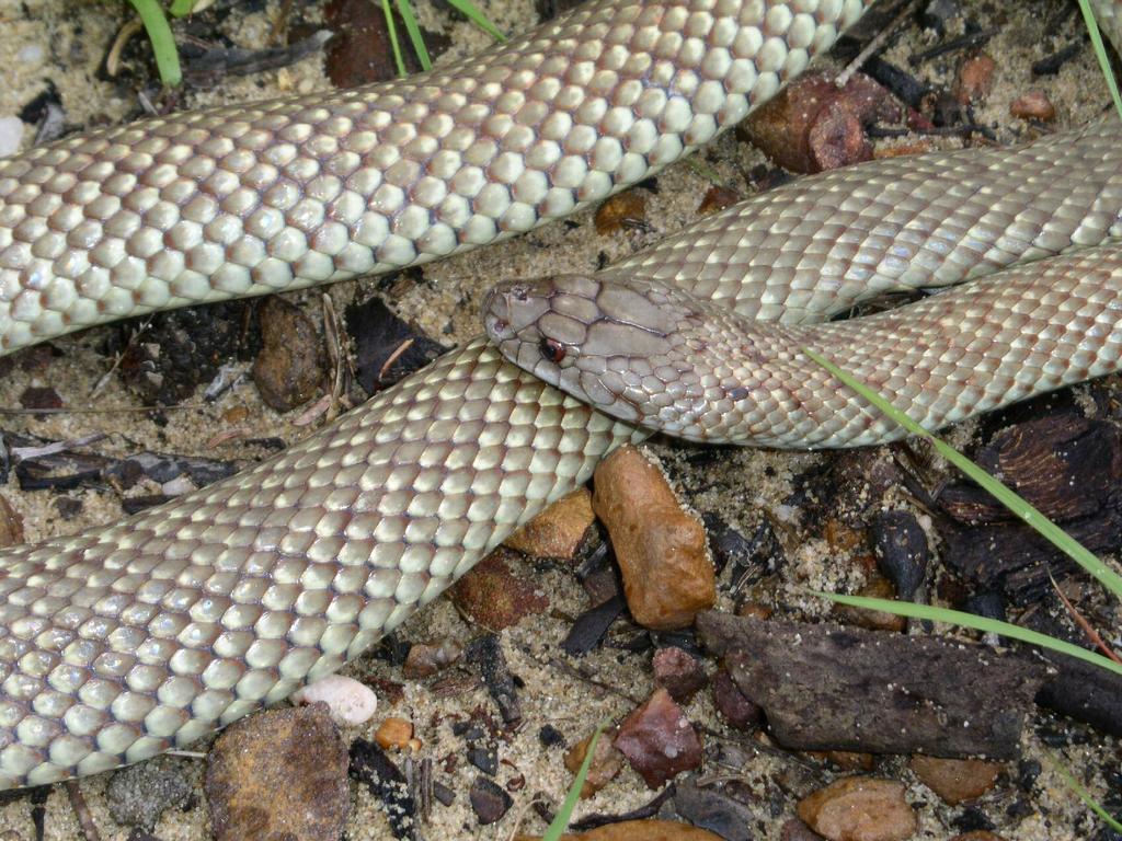 S4f. King brown snake (Pseudechis 'australis' complex, clade III species)