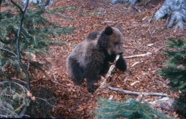 CROATIAN BEAR MANAGEMANT PLAN - GOAL - Maintenance of stable brown bear population in Croatia at the level that secure the long term survival and coexistence with man. SPECIFIC GOALS: 1.