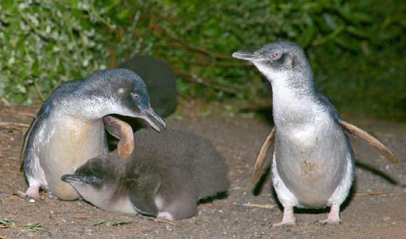 needs and how ranger care for their environment Location: Penguin Parade or school camp Penguin