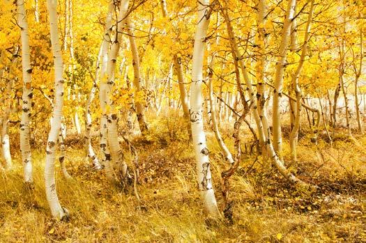 issue 140 - page 10 swipe of aspen color reflecting in the lake. A strong wind blowing over the Sierra peaks made photography almost impossible. The quaking aspen trees were a blur of color.