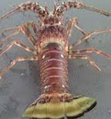 Sustainable Use of the Caribbean Spiny Lobster (P.