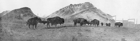 Why Bring Bison Back to Banff National Park?