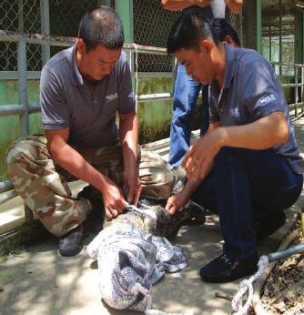 LAW ENFORCEMENT Supporting authorities Transferring a crocodile to a vcenter in U Minh Thượng National Park WAR received a plea for assistance from the Management Board of Dong Thap Muoi Ecological