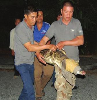 Just recently in March WAR sent staff with experience in dealing with reptiles, for catching, conducting check-ups, taking care of and transferring a Siamese crocodile (Crocodylus cf.
