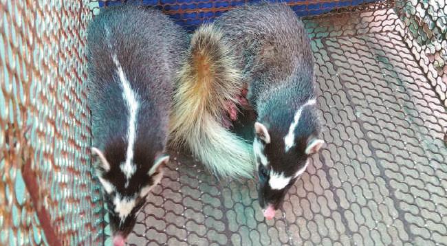 The wildlife have been discovered and confiscated by authorities of Binh Duong province in cases of illegal
