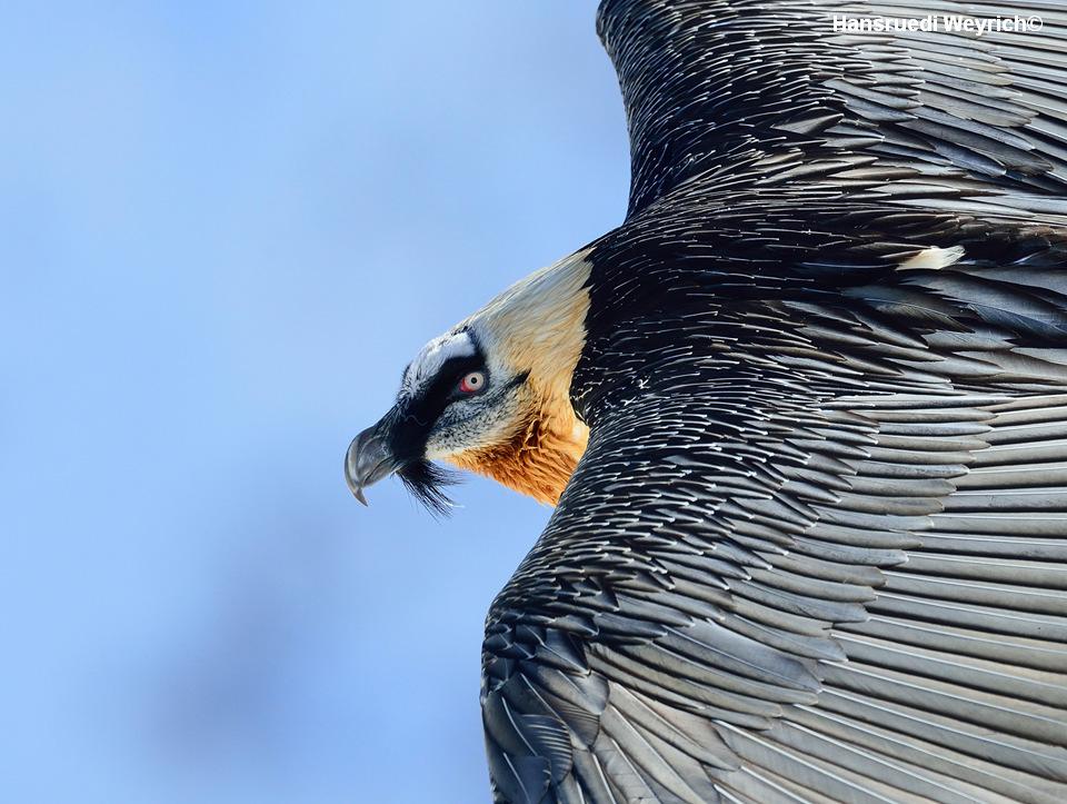 Annual Bearded Vulture Meeting 2014
