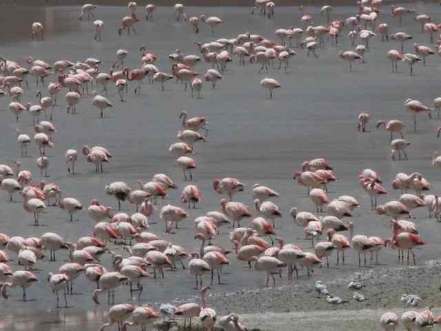 Vicuñas, Flamingos, La Gruta de Galaxias, Lago Macaya, Inca