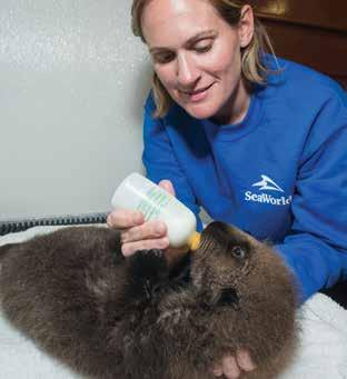 SeaWorld animal care specialists report that the pup is healthy, active, learning to groom herself and steadily gaining weight.