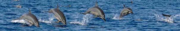 TOLIARA SEASCAPE Mitigate Artisanal Hunting Pressure on Coastal Dolphins In southwest Madagascar traditional Vezo fishermen opportunistically hunt coastal dolphins for local consumption and sale of