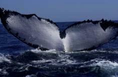 A recently published study by the Wildlife Conservation Society and others reveals that humpback whales on both sides of the southern Indian Ocean are singing different tunes, unusual since humpbacks