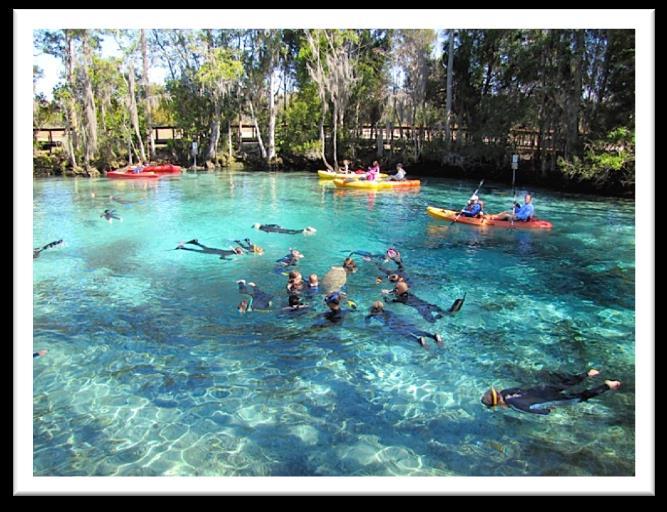 On Saturday, a group caravanned to the Three Sister s Springs in Crystal River.