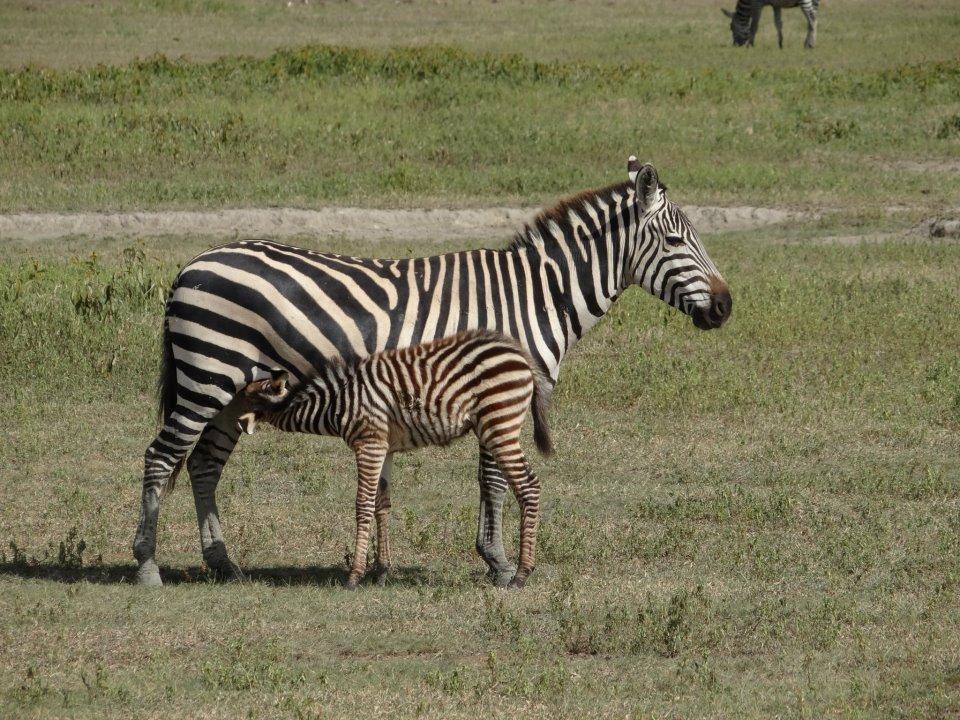 The Tarangire ecosystem is the third largest in Tanzania (20 000 square kilometres), of which the park occupies a mere 13%.