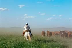 Physical Geography Pampas The Pampas fertile soils enable ranchers to raise cattle and