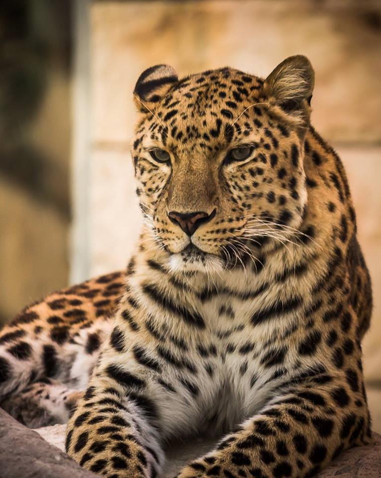EMIRATES ZOO ABU DHABI With 660 animals, including a majestic pair of white tigers, a 31-year-old, 300kg-plus Siberian bear, lions, cheetahs and dozens of zebras housed in the zoo s Predators and