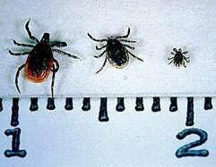 Health and Safety Extremely unlikely to have ticks, but we need to be aware and vigilant If unchecked, in 7-10 days there could be stiffness of the neck and red
