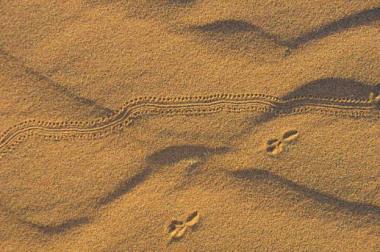 A rendezvous in the sand or just bugs that pass in the night? It is possible the footsteps are a tiny desert mouse or jerboa. Regardless; I love the patterns in the sand.