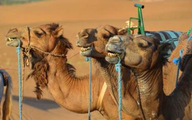 Three happy camels munching their