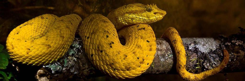 Herpentarium & Snakes 10 Cost per person from: $15 Cost per child from: 0-4 years FREE, 5-12 years $15 Includes: Guide, entrance fee.