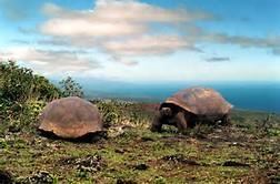 The Galapagos Islands, located about 620 miles off the Pacific coast of South America, are now a National Park