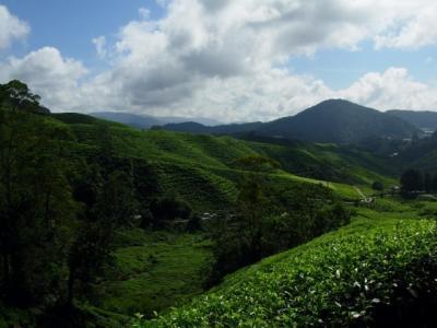 Cameron Highlands: Probably the best weather in Malaysia, due to its high altitude. Massive fields of tea plantations and fruit farms make it the best place to relax in a comfortable.
