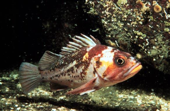 Henwood: Toward a National Marine Conservation Area Figure 3. The copper rockfish is one of several species of rockfish found in the southern Strait of Georgia.
