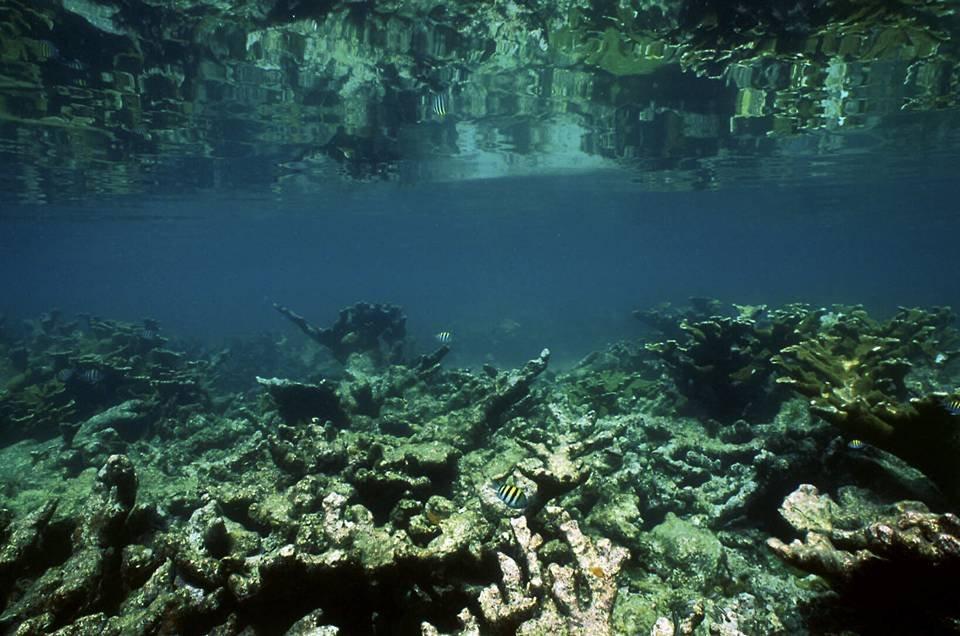 If current trends in coral reef degradation continue, coastal communities