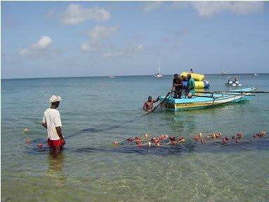 Coral reef-associated fisheries valuation example for Tobago important for cultural tradition, safety net, and livelihood provide annual economic benefits estimated at between US$0.8 1.