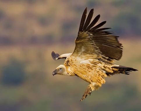 CAPE VULTURE Gyps coprotheres RE Simmons; CJ Brown Reviewed by: P Bridgeford; M Diekmann; H Kolberg Conservation Status: Southern African Range: Critically Endangered North-central Namibia,