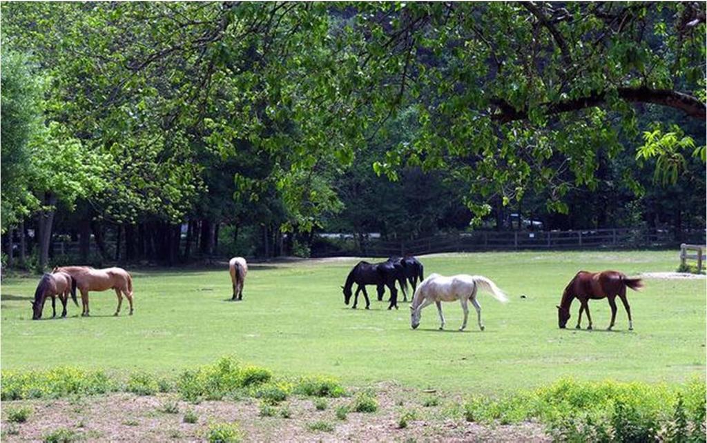 Highlights of 2016 Little Creek Farm Conservancy, Inc. (LCFC) is a volunteer non profit organization dedicated to supporting Little Creek Horse Farm.
