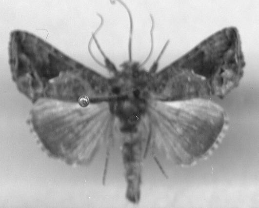 1831), male; 6-Ctenoplusia