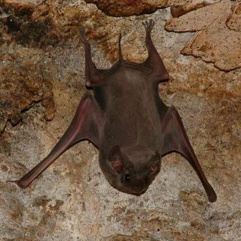Furthermore, the taxonomy of bats in Egypt has yet to be established with precision, and it remains possible that new species will be identified.