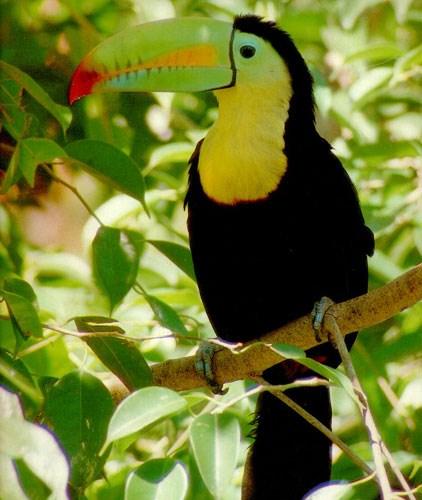 00 per person Double occupancy Passport Required The country s cast of creatures, ranging from howler monkeys to toucans are populous and easy to spot!
