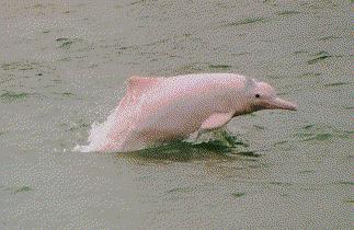 Amazon River Dolphin Amazon River Dolphin Found in the Amazon and Orinoco Rivers 1