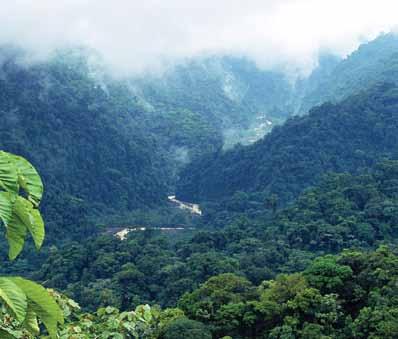 Vegetation With so many climates, it is no surprise that Latin America is home to an incredible variety of plants. The most widespread type of vegetation is broadleaf evergreen forest.