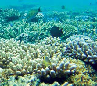 islands over a billion dollars. Threats Today Fiji's marine biodiversity faces growing threats. These have not been well documented and as a result, are not well recognised outside of the Pacific.