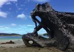 Meander the Fuchsia Walk and Raroa Reserve Track to the peaceful Thule Take a guided tour with one of the Bay with its quaint boatsheds and Island s many experienced guides to moored boats (30min