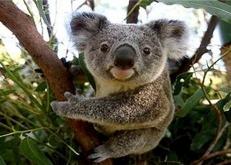a koala, a souvenir photo is yours