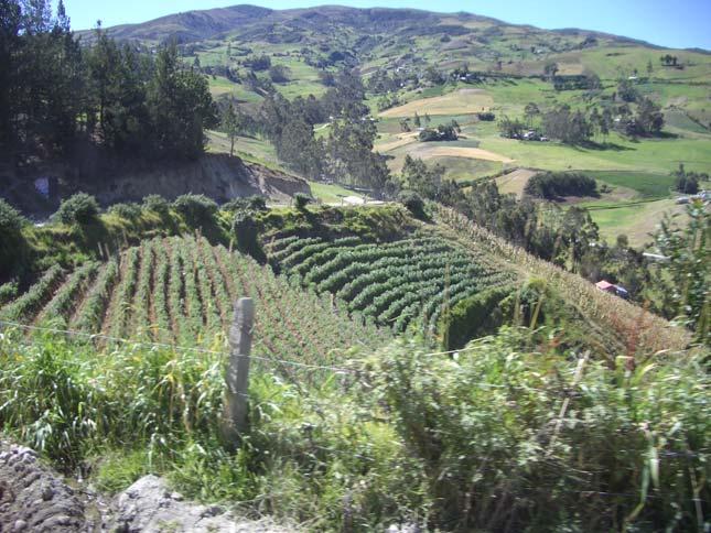 Much land is devoted to agriculture in Ecuador
