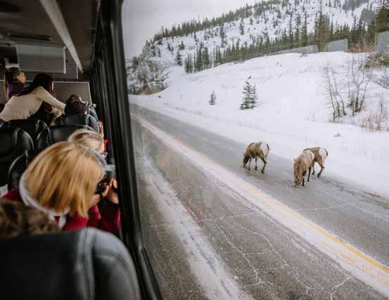 WILDLIFE DISCOVER TOURS Travel by bus through the spectacular Jasper National Park in search of ospreys, eagles, big horn sheep, mountain goats, wolves, coyotes, foxes, moose, elk, deer and bears!