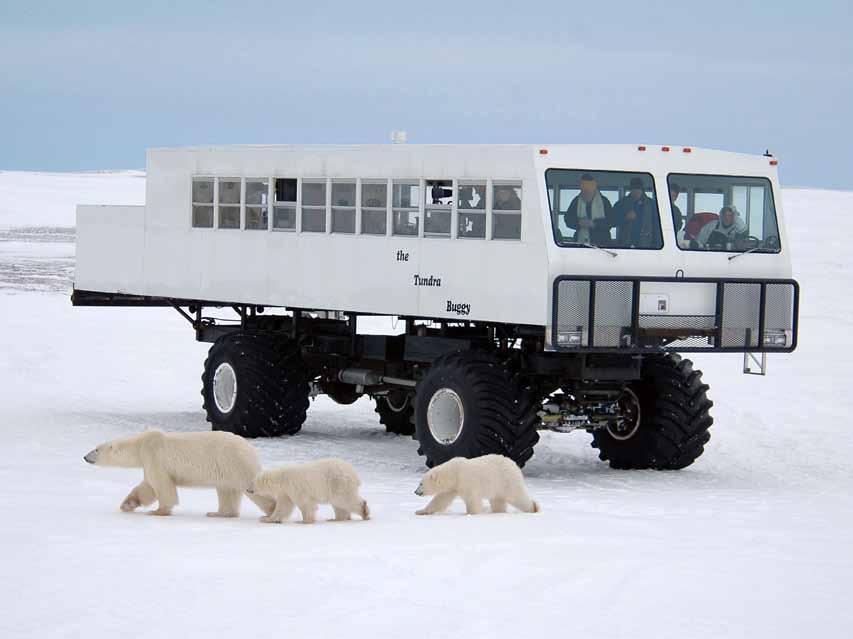 Tundra Buggy Adventure Enjoy a truly once in a lifetime experience in Cape Churchill, known as the Polar Bear Capital of the World.