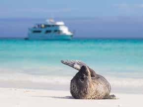 The only luxury yacht based in the Galapagos Islands The Yacht accommodates up to 14 guests in style as they