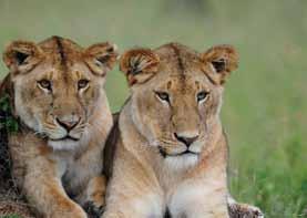 Tom Fernandes WILDLIFE SAFARI is one of Africa s most experienced luxury safari companies.