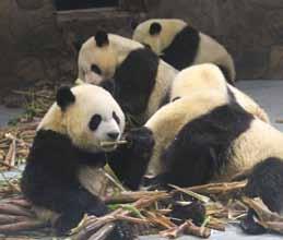 breeding program and home of the Giant Pandas and